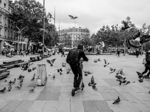 Why Do Birds Follow Me?​​ (A Guide + FAQ’s)
