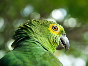 Why do birds ruffle their feathers?