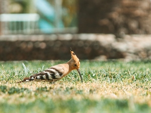 Why Do Birds Dig Holes In The Dirt?​​ (A Guide +FAQ’s)