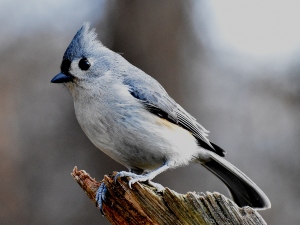 Do pet birds poop everywhere?