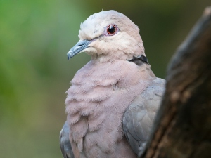 What do baby collared doves eat?