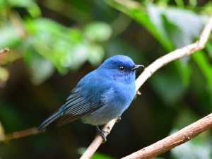 My bird smells like vomit, why and what to do