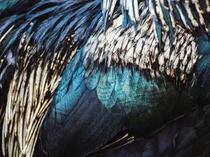 How To Pluck Feathers From A Dead Bird (+ FAQ’s)