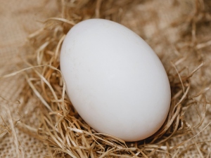 How to candle eggs with an iPhone?