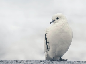 Why do pigeons shiver?