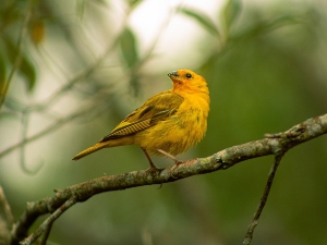 Do Birds Get Constipated? (A Guide, Treatment +FAQ’s)