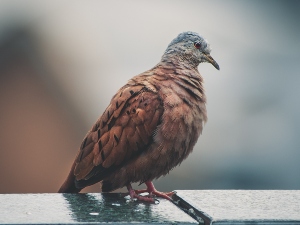 When do pigeons moult?