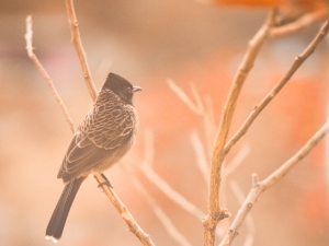 Can birds get sick from humans?