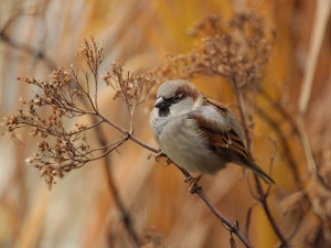 How To Cremate A Bird At Home (A Guide + FAQ’s)