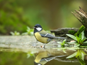 How do birds find water?