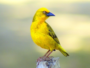 Can Birds Be Scared To Death? (A Guide+ FAQ’s)
