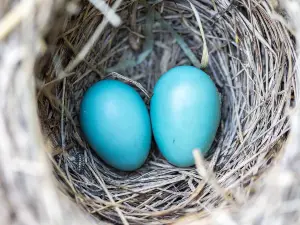 How to tell if a bird egg is fertile