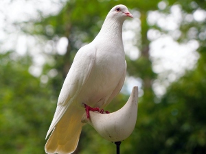 What Do Baby Doves Eat? What To Feed Them, What To Avoid