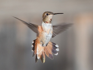 My bird’s breath smells bad, why and what to do