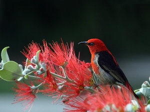 Do birds smell bad?