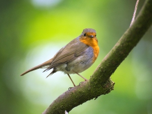 Bird Bleeding From The Foot (Why, What To Do + FAQ)