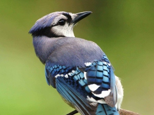 Why do birds like music?​​