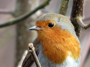 Bird Bleeding From It’s Beak (What To Do + FAQ’s)