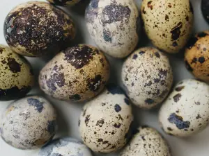 How To Tell If A Chick Is Alive In An Egg (A Guide +FAQ’s)