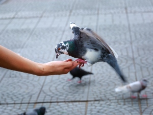 Why is my bird biting me all of a sudden?