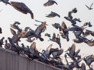 Why Do Pigeons Coo Constantly? (Reasons +FAQ’s)