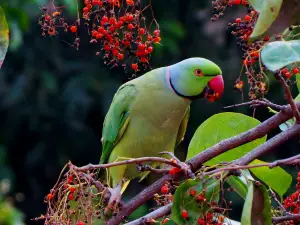 Why do birds eat so much?