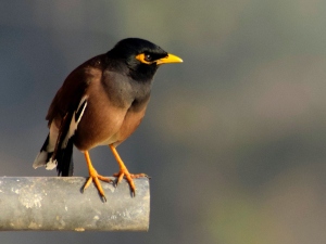 Can A Bird’s Broken Leg Heal On Its Own? (A Guide + FAQ’s)