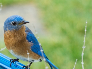 Blue Bird Poop? (Why Your Bird Poops Bblue + 2 FAQ’s)