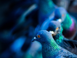 Why Do Pigeons Peck Each Other? (A Guide + FAQ’s)