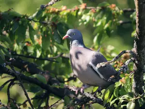 How to get rid of pigeons from trees