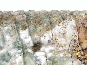 Can birds eat moldy bread? Risks, What other breads to avoid