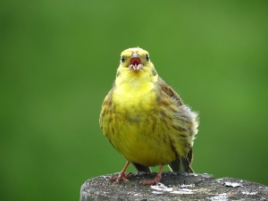 How do birds whistle?
