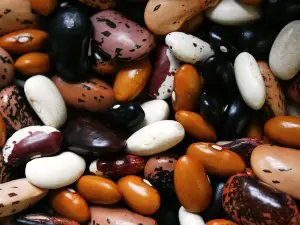 Can Birds Eat Beans? (Nutrients, Preparation, What To Avoid + FAQ’s)