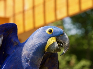 Why Is My Bird Licking Me? (A Guide +FAQ’s)