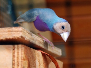 Why Does My Bird Tap Its Beak On Me? (3 Reasons Why + FAQ’s)