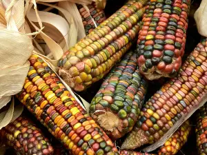 Can birds eat Indian corn?