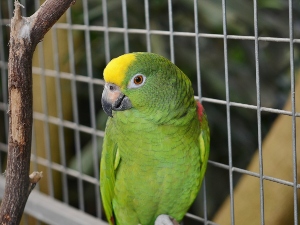 Why Does My Bird Nibble On Me? (1 Reason Why +FAQ’s)
