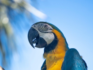 Why Does My Bird Lick Me? (3 Reasons Why + FAQ’S)