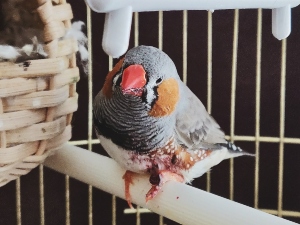 Why Does My Bird Preen Me? (4 Reasons Why + FAQ’s)