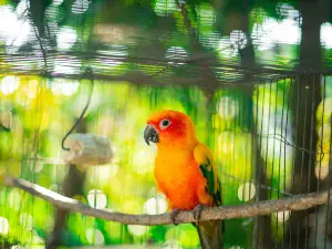 Why is my bird throwing up?