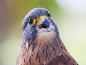 How do birds eat without teeth?