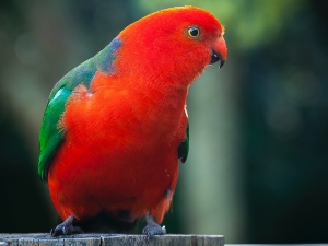 How do birds defend themselves? 4 Effective Ways