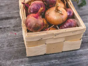 Can birds eat onions?, Risks, what to do if your bird eats onions