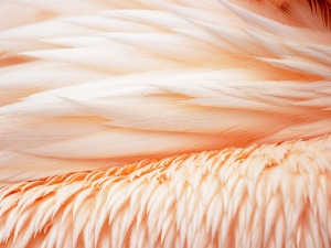 How do birds grow feathers?
