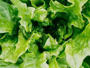 Do Wild Birds Eat Lettuce? (A Guide + FAQ’s)