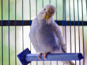 Why does my bird eat its poop? 3 reasons why this happens: