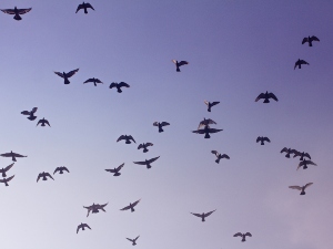 Will bleach keep birds away?