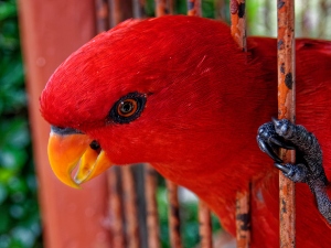 Why Does My Bird Hate Me? (Reasons Why + 5 Solutions)