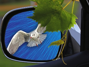 Why do birds fly in front of cars?