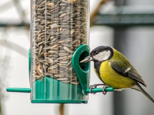 How do birds open sunflower seeds?